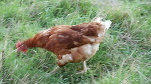 Extreme close-up chicken grazing in the farmer's garden, real time 4K