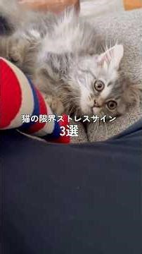 猫の限界ストレスサイン3選 #猫のいる暮らし #猫 #マンチカン