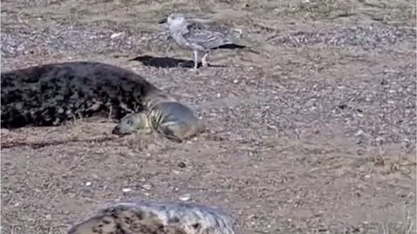 Remarkable Footage Shows Seal Giving Birth At U.K.'s Largest Colony