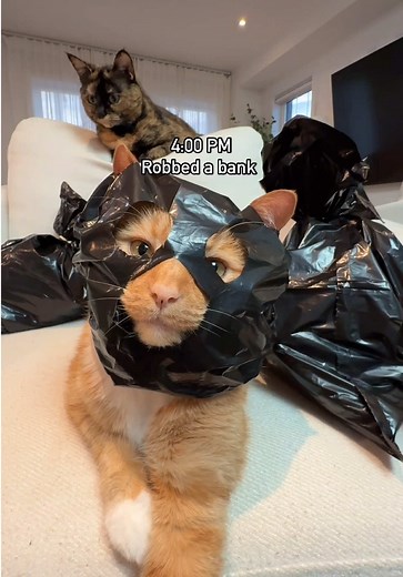 Day in the life of Ginger | imma be lyrics