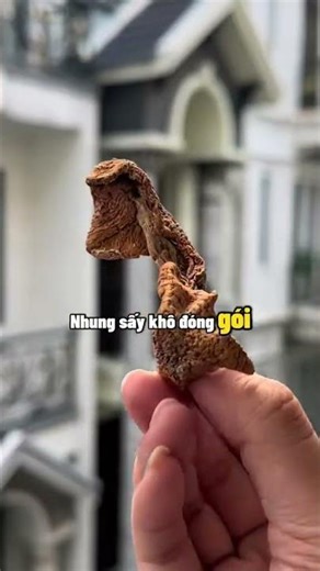 Review nấm tùng nhung như trên Doraemon #reels #reelsvn #yennoicomdien #yenthichreview