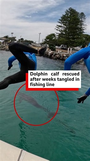 A young dolphin has been rescued off the east coast of Australia after it became entangled in a piece of fishing line. 🎧 More happy dolphin rescue stories: https://bbc.in/4qa2Frh | BBC World Service