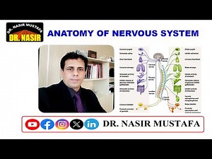 🧠 Anatomy of Nervous System