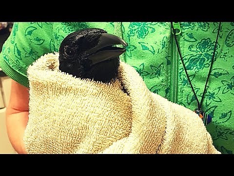 Pet crow Gets a Bath