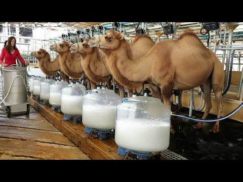 Inside the Camel Milk Farm — How Camel Milking & Processing Works!