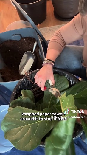 Propagating Ficus Cuttings Directly in Soil