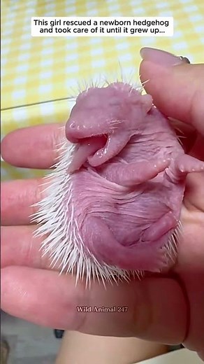 This girl rescued a baby hedgehog for a week and then cared for it until it grew up