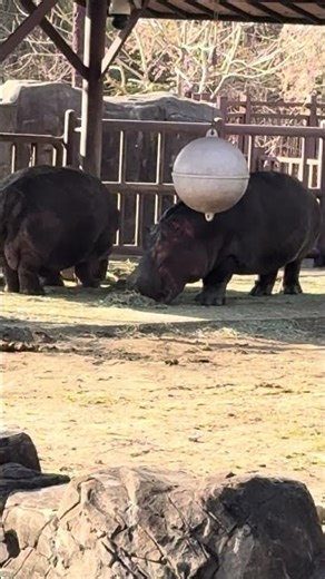 What is the weight of a hippopotamus?