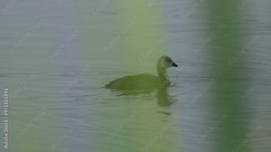 Video series of American Coot families on a lush Canadian lake in summer. Captures nesting, feeding, and chicks exploring the water. Perfect for nature and wildlife projects.