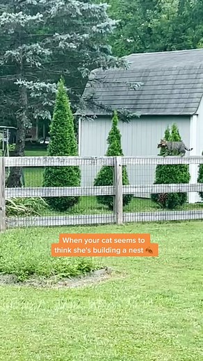 Cat Nesting Behavior: A Full-Time Job