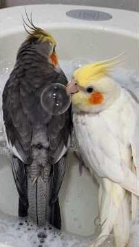 Bubble Bath Cockatiel Disaster! 🛀🦜 😂🐦💖#cockatielscraze