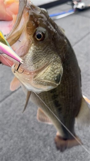 The Rippin Blade bait did some work today! 💪🏼 Rod: JW @duckett_fishing_official Select Series 7”0 Med/hvy Line: 12lb @sufixlines Advanced Flurocarbon Bait: @rapalausa Rippin Blade bait in Purpledescent #bladebait #winterbassfishing #newlures | Jacob Wheeler