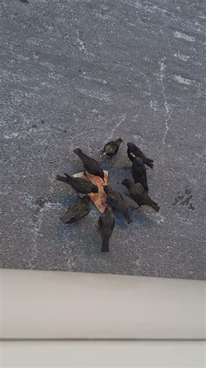 Birds attacking pizza in New York City :)