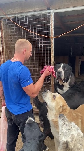 Любовь к алабаю: дуэты и топ моменты