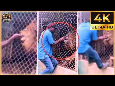 40 Most Brutal Animal Attacks Caught on Camera | WildLife Attacks #73