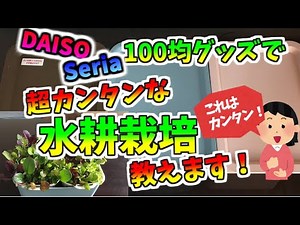 Probably the easiest way to grow hydroponics using 100 yen store goods from Daiso and Seria! #100...