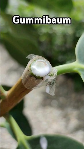Rubber tree Ficus elastica cuttings cutting rubber tree