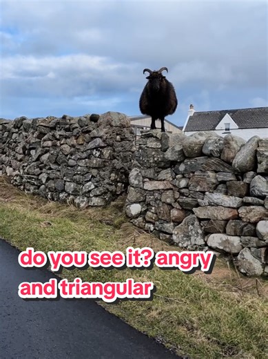 why is she called the angry triangle? apart from her temper, there's the shape... she used to be at peak triangle-ness when she was in lamb!