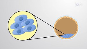 Video: Embryonic Stem Cells