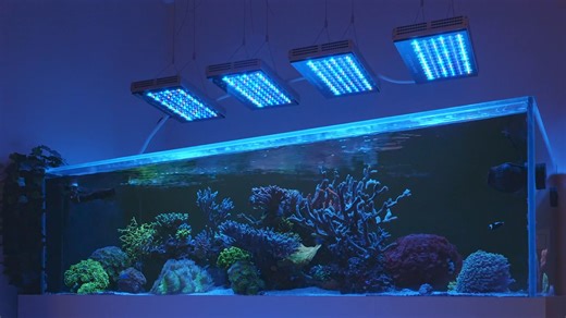 236 reactions · 14 shares | NEW! 78 Orphek’s customized high quality, high efficiency 6w Mixed Color Dual-Chip power LEDs (total of 156 individual LEDs Chip) https://orphek.com/orphek-natura-icon-reef-aquarium-led-lighting-2/ | Orphek LED Lighting | Facebook