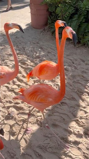 Flamingos Walking Around Discovery Cove Orlando #discoverycove #flamingo #discoverycoveorlando
