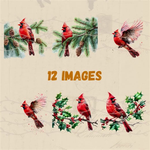 Watercolour Red Cardinal Clipart, Transparent Animal Illustrations, Winter Christmas Theme Images, Cute Bird Printable Graphics - Etsy