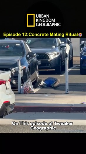 Tweaker Geographic TV on Instagram: "😱😭......Follow for more Episodes ❤️... Check out for previous episodes if you missed any😂💯 A tweaker is an individual experiencing the intense, often erratic effects of prolonged methamphetamine use, specifically during a phase of extreme sleep deprivation. In this state, the brain’s dopamine levels are depleted, replacing the initial euphoria with high-strung anxiety, paranoia, and a physical inability to remain still. This often manifests as "punning"—t