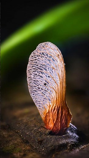 Macro Focus Stacking: Helicopter Seed 🌱 🚁 #macrophotography