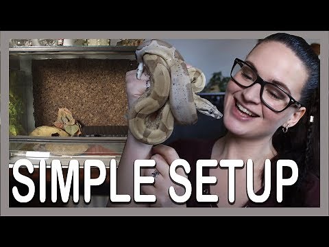 SIMPLE SETUP: BOA CONSTRICTOR