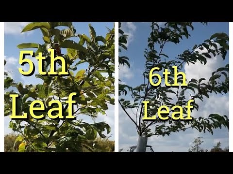 CHESTNUT GROWTH COMPARISON: 5th Leaf vs. 6th Leaf Chinese-American Seedlings