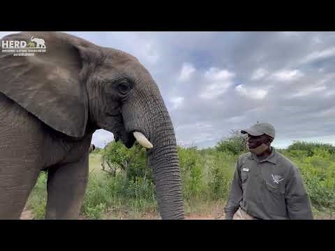 How to Distinguish Between Female and Male Elephants