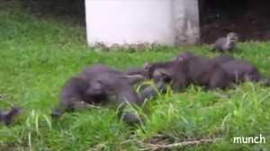 Exploring Wild Nature: A TikTok Adventure