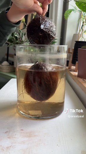 Sprouting Grocery Store Coconuts: A DIY Guide