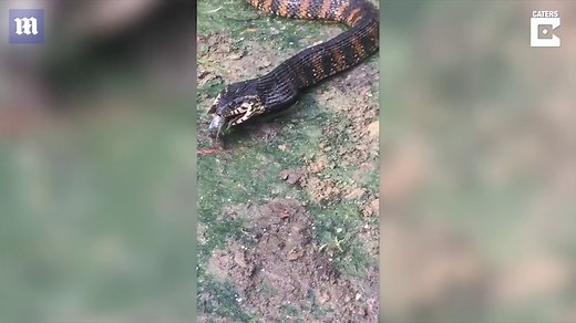 Massive snake swallows an entire fish in Florida