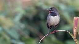 Beautiful small bird, adult Chinese rubythroat, low angle view,...