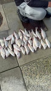 #croaker #LuckyOneStop #BloodWorms #acfishinglife #ac #nj Catching a peace of mind, #FishTrap￼ ￼￼￼￼￼#BANGIN TIDE TIMES for Monday 6/23/25 in Atlantic City, NJ. Next high tide : 6:33 PM Next low tide : 12:02 PM Sunset today : 8:29 PM ALL NEW. 🆕 ONESTOP Bait & Tackle 414 Atlantic City NJ 08401 609-363-BASS￼ Jumbo BloodWorm Live Shell clams 🐟 Live Jumbo Blood Worm 🐟 Live Green crabs 🐟 Fresh Bunker 🐟 Live minnows 🐟 ￼#TripleBANGIN ￼#BigFish￼ #AC #OnFire ￼#ONESTOP #Hotandheavy #Jettyfishing￼￼￼ ￼