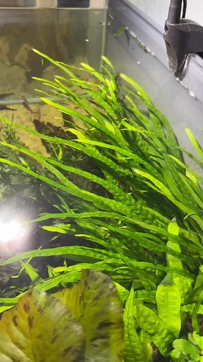 Big sexy needle leaf Java fern clump #javafern #needleleaf #bigfern #wow #dakuaquatics #aquariums #aquarium #aquariumhobby #fishtank #aquascape #aquariumfish #fish #aquariumlife #aquariumsofinstagram #aquascaping #freshwateraquarium #tropicalfish #fishkeeping #plantedtank #plantedaquarium #cichlids #natureaquarium #freshwatertank #freshwaterfish #aquascaper #cichlid #aquariumplants #freshwater #aquaticplants #fishtanks | Daku Aquatics