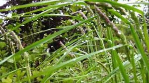 Nge Chit Pone Pyin (ငယ္ခ်စ္ပံုျပင္)- ခိုင္ေရႊ၀ါ Chords - ChordU