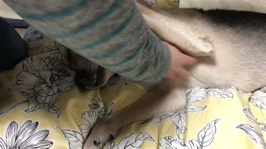 Belly Rub Bliss Makes This Dog Smile for the Camera