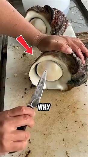 Unlocking the Secret of Rare Shells in Culinary Arts