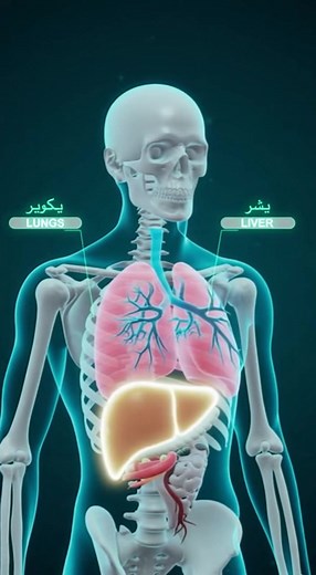 Benefits of Mustard Greens (Sarson) | Detox Liver, Strengthen Lungs & Improve Skin | 4K Educational Video YouTube Video Link: https://youtube.com/shorts/GXF7f1qdITM?feature=share Learn about the powerful health benefits of Mustard Greens (Sarson) in this 4K cinematic educational video. The video starts with a brief doctor appearance (0–2 seconds), followed by a 3D skeleton and organ animation (3–14 seconds) highlighting the lungs, liver, and skin with glowing labels. Ends with a black screen tit