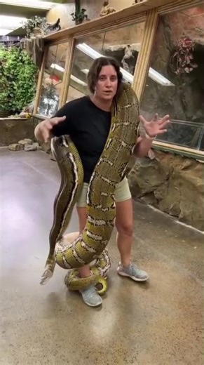 Woman Hugs & Carries a GIANT Reticulated Python! (World's Longest Snake Species)