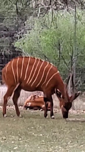 AFRICAN BONGO ANTELOPE IN SOUTH TEXAS