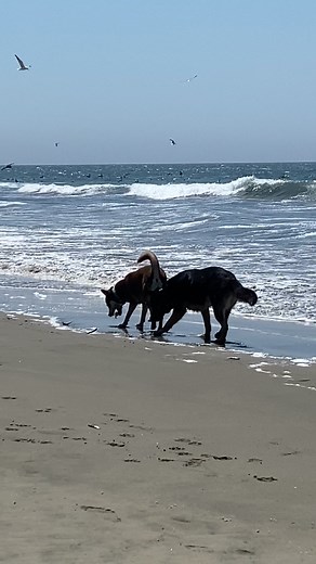 It’s summertime in Cayucos - when the bait balls of anchovies are chased to shore by shorebirds, seals and humpback whales! Even these doggos got in on the feeding frenzy…although they didn’t seem to be too impressed with the fresh coastal fare 😆 📷: Danna Joy Images | Cayucos, CA