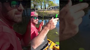 Big red-ear sunfish went absolutely wild