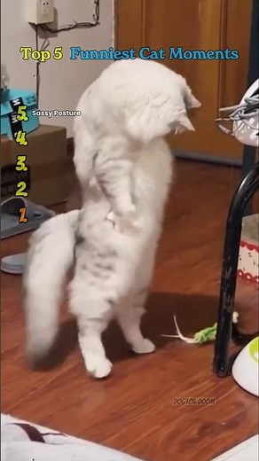 Top 5 Funniest Cat Moments – Hilarious Cats, Adorable Kittens, Epic Cat Fails & Cute Cat Antics