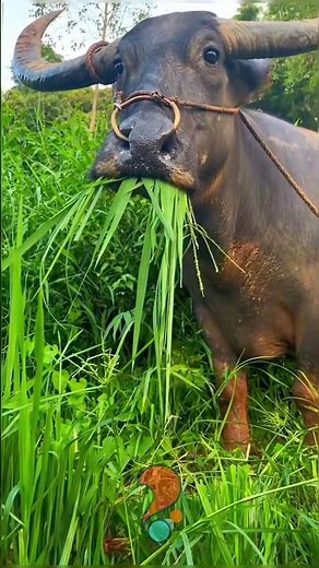 Interesting Facts About Water Buffalo 🐃