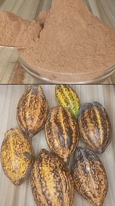 Turn fresh cocoa pods into rich, homemade oil-free cocoa powder with zero special equipment! From fermentation to drying, roasting, and grinding—watch how I transform cocoa beans into smooth, flavorful cocoa powder you can use for Milo, Bournvita, chocolate drinks, and more. You’ll love this DIY process! 🍫💛 #CocoaPowder #DIYFoodProcess #HomemadeGoodies #ChocolateLovers #FoodReels #fblifestyle | Udu's kitchen