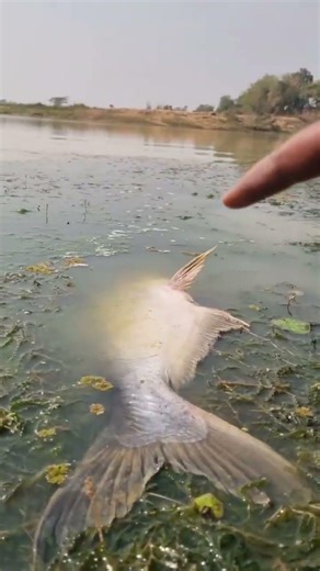 WOW! Big Fish Finding