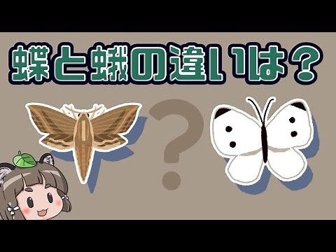【ゆっくり解説】蝶と蛾の違い・見分け方は？